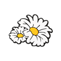 Budz Daisies